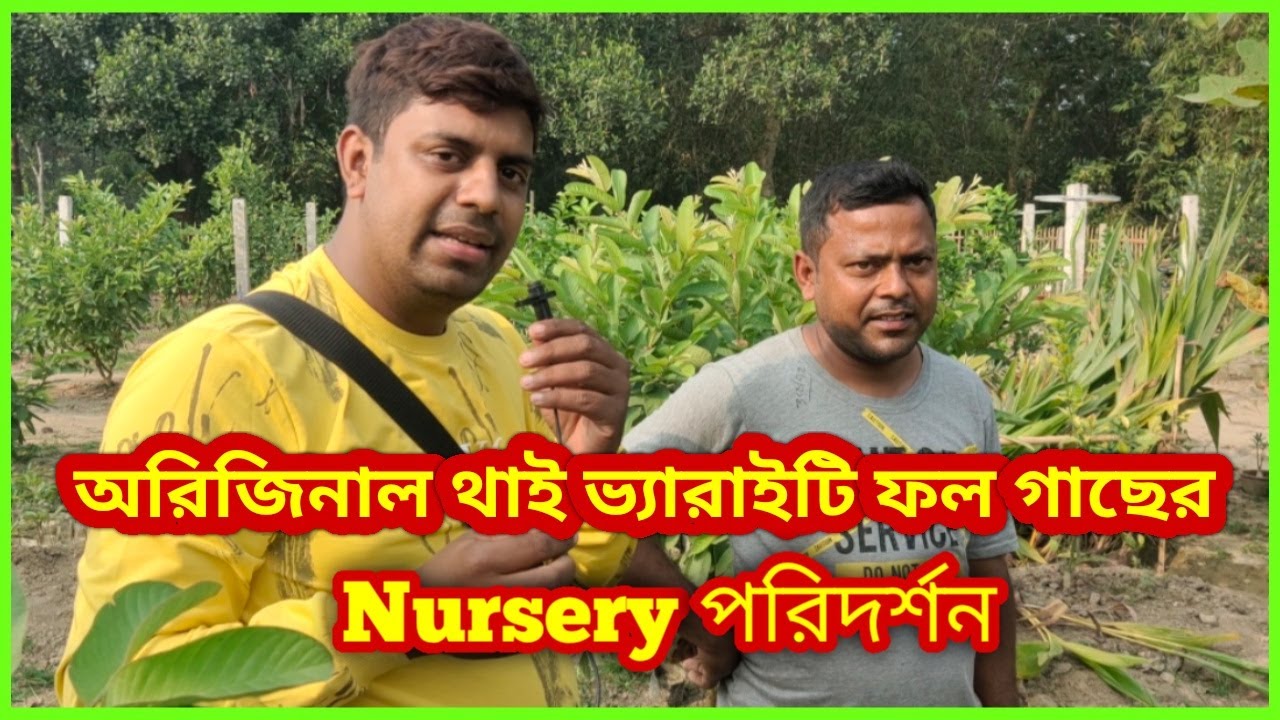 পৃথিবীতে যত ধরনের ফল গাছ আছে, সব অরিজিনাল ভ্যারাইটি পাবেন এখানে/Original Thai variety plant nursery/
