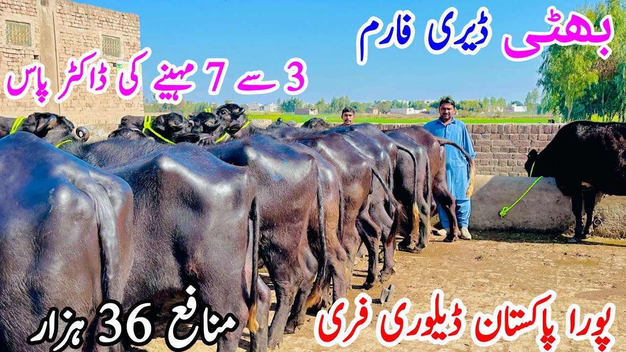 Biggest Nili Ravi Buffaloes 🐃 | Pregnant Buffaloes & Cows for Sale in Pakistan | New Stock