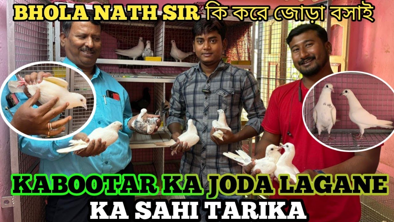 KABOOTAR KA JODA LAGANE KA SAHI TARIKA || BHOLA NATH CHAKRABORTY STUDENT DIP BHAI #soumanpigeonlover