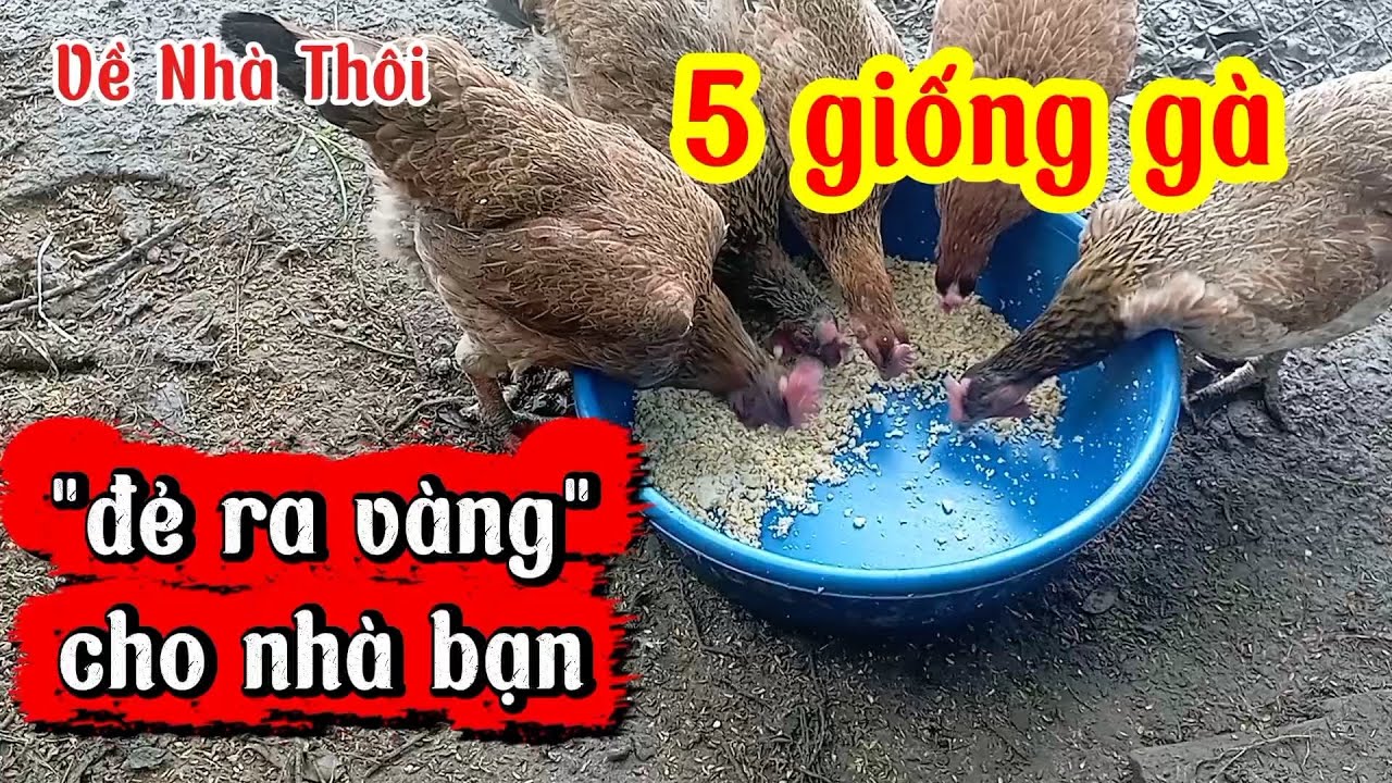 Пять лучших пород кур для мяса и яиц: легко выращивать, мало болеть, ровные яйца