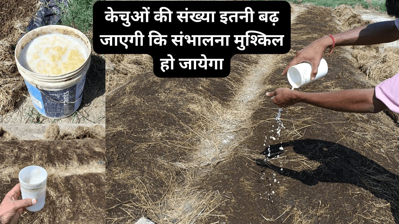 केंचुओं की संख्या बढ़ाने का आसान  तरीका | How to increase the number of EARTHWORMS naturally,