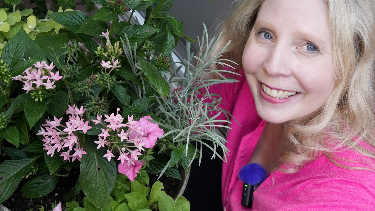 Gorgeous Butterfly Planter: Planting Pentas