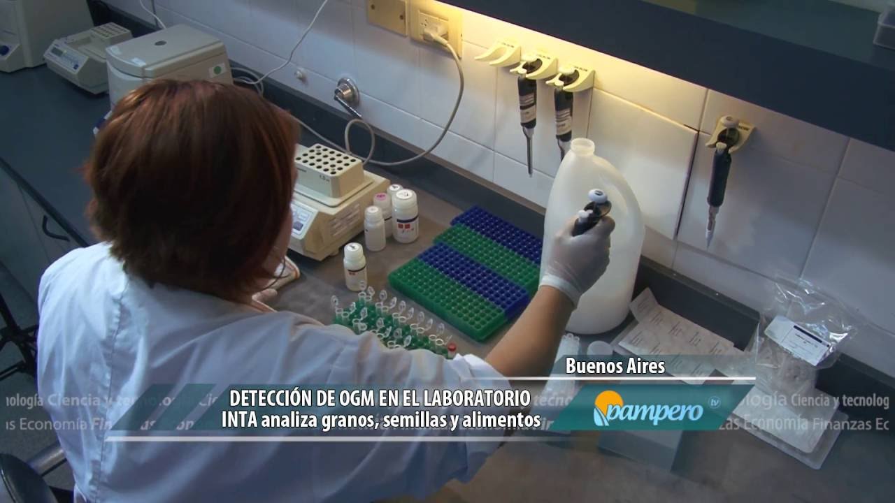 Detección de OGM en laboratorio
