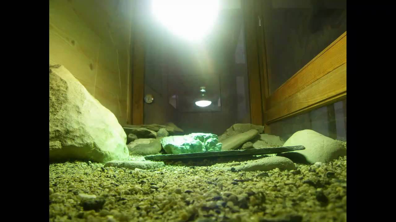 Schola Humanitas - Trnorepové 2 - Uromastyx acanthinurus - Time lapse