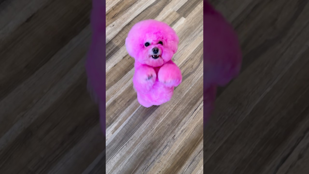 We got a NEW dog?!