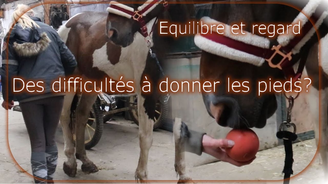 Apprendre à donner les pieds en douceur à un cheval réticent