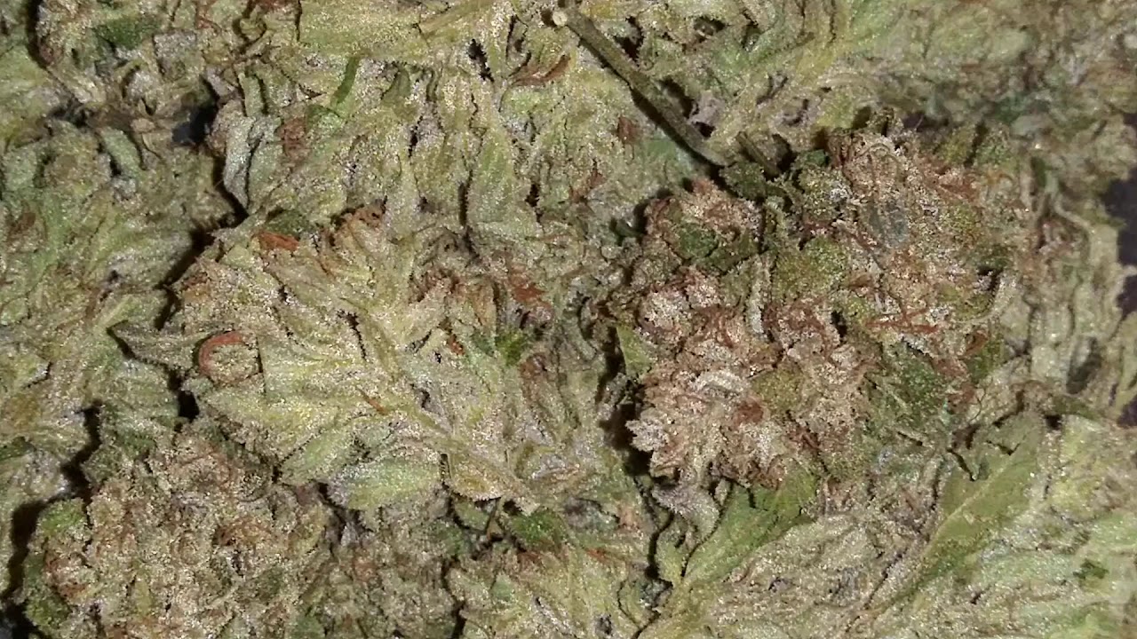 Skywalker OG x Lemon Skunk