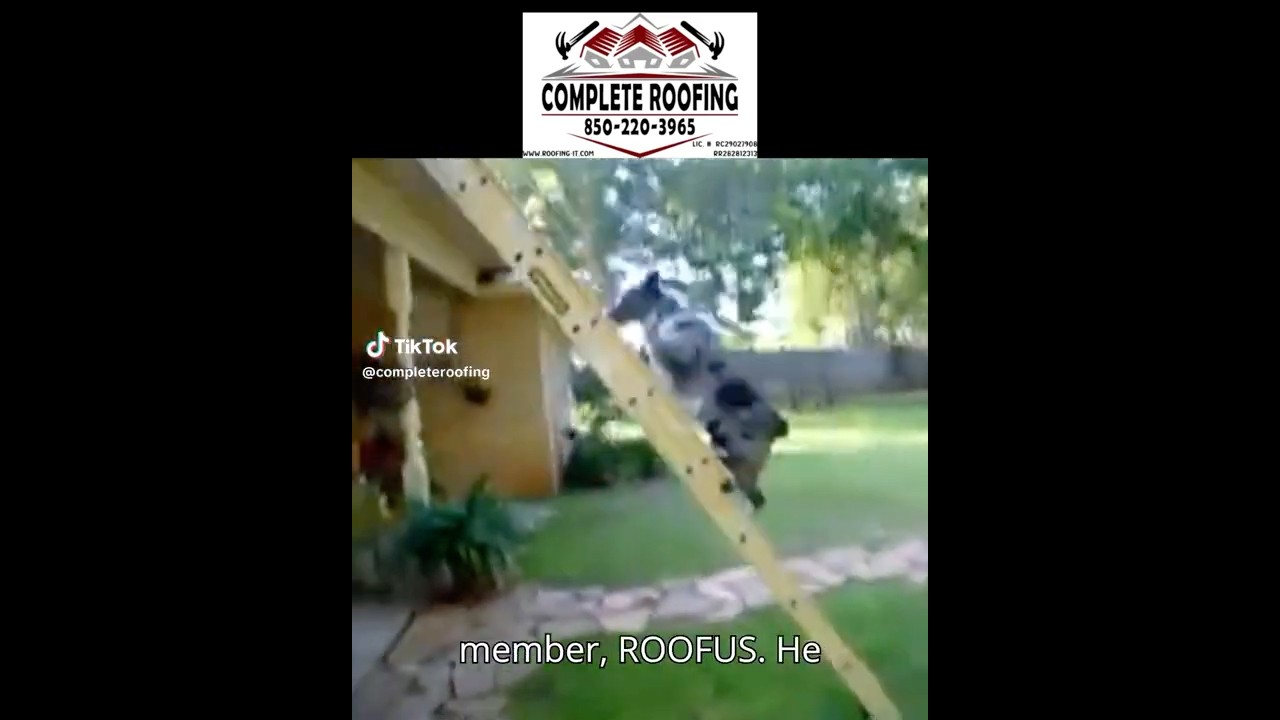 Roofus shows up every Shingle day #roofing #roofcontractor #home #construction #fyp