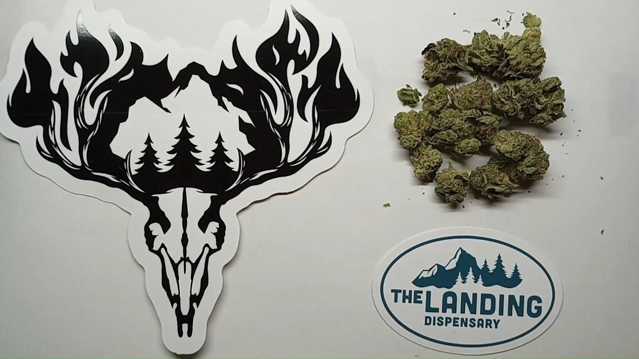 Hillfire Lemon Tart Flower Review