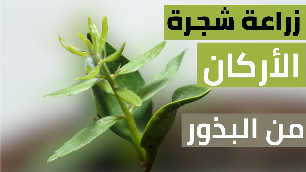 زراعة شجرة الأركان من البذور grow argan tree from seed