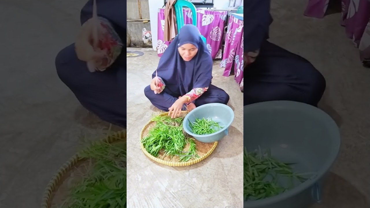 Panen dan masak kangkung yang alot