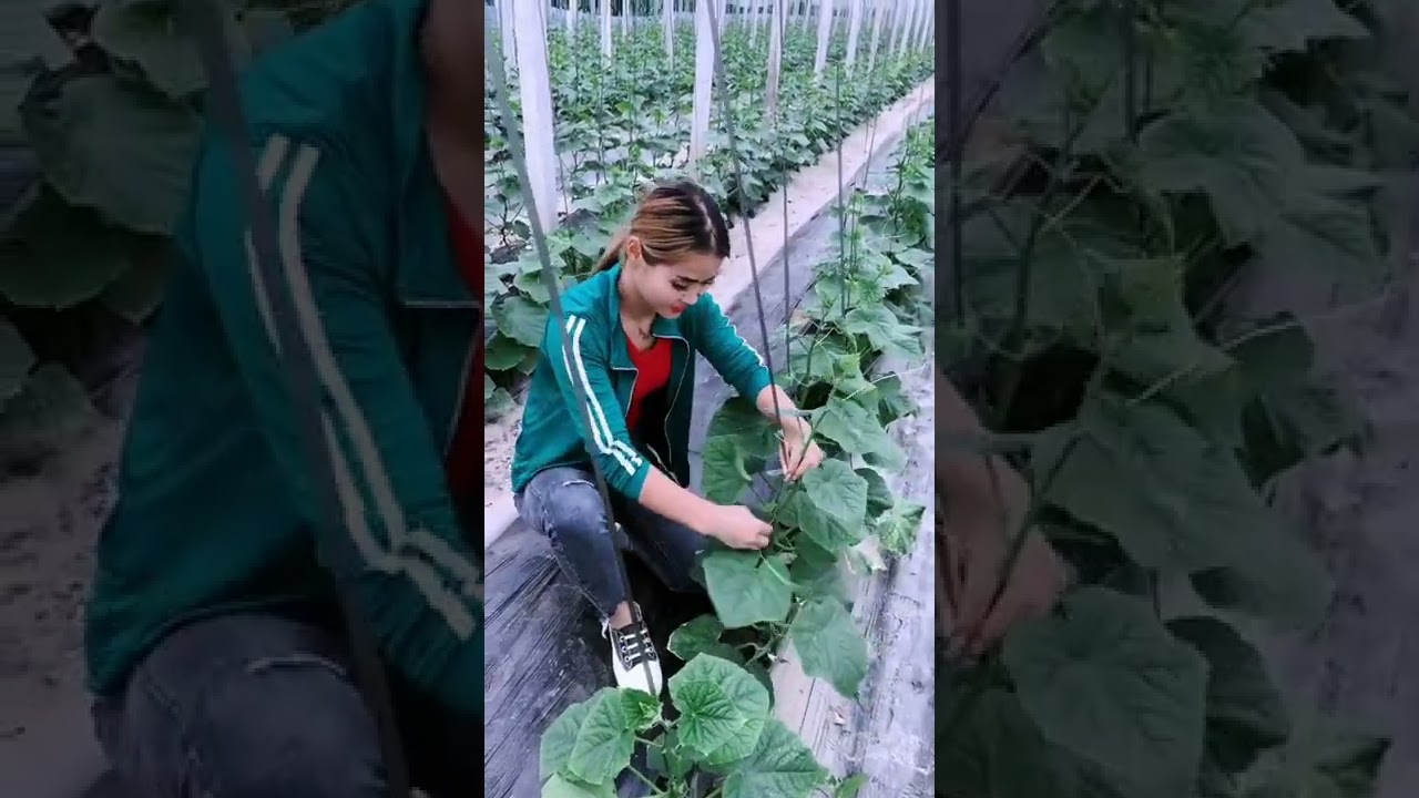 Cucumber Farming Techniques #satisfying #short