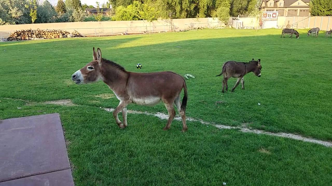 Braying Donkey!