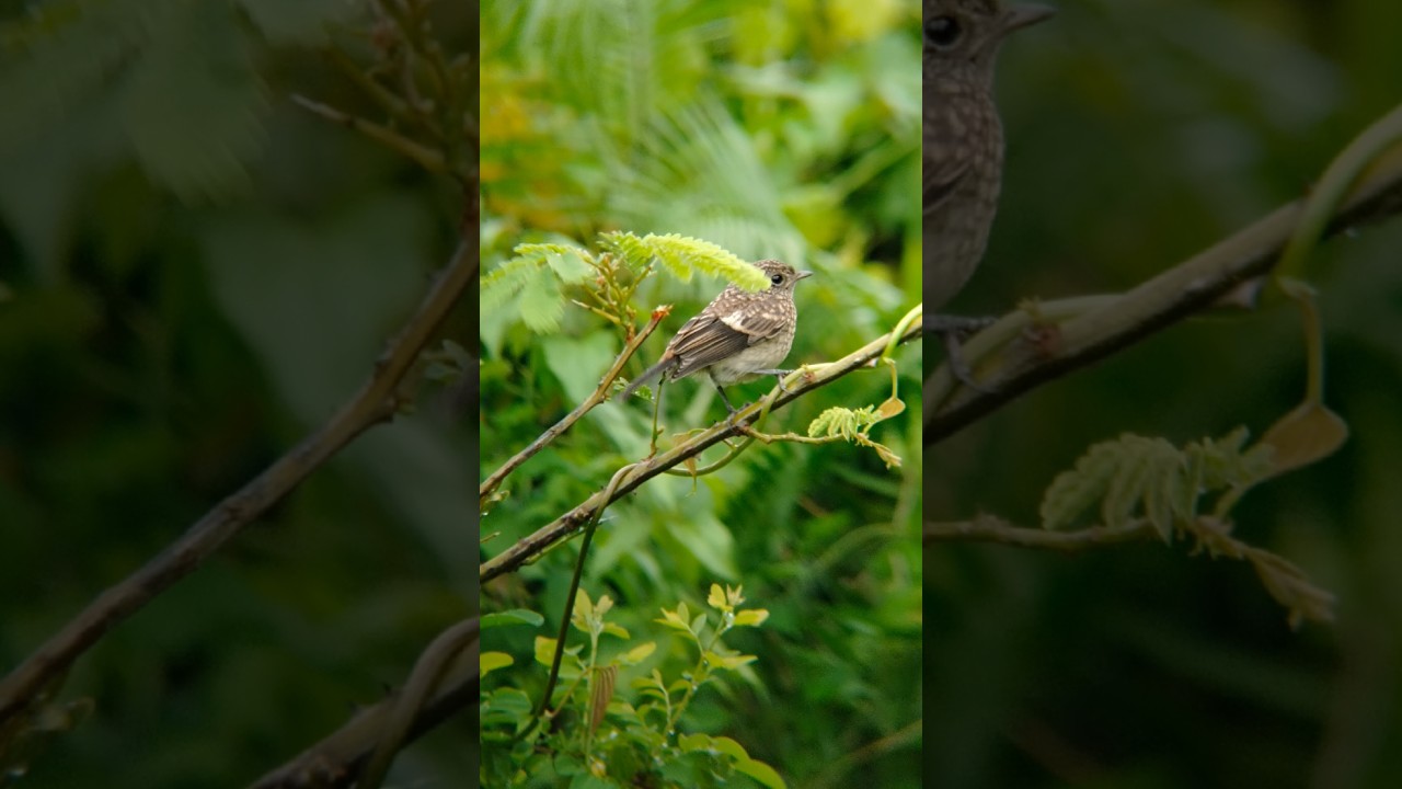 wildlife photography with adcome 8x telephoto zoom lens in mobile | Adcome 8x telephoto lens review