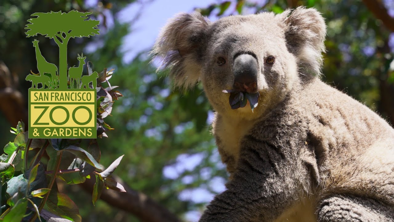 5 Fun Facts About Koalas