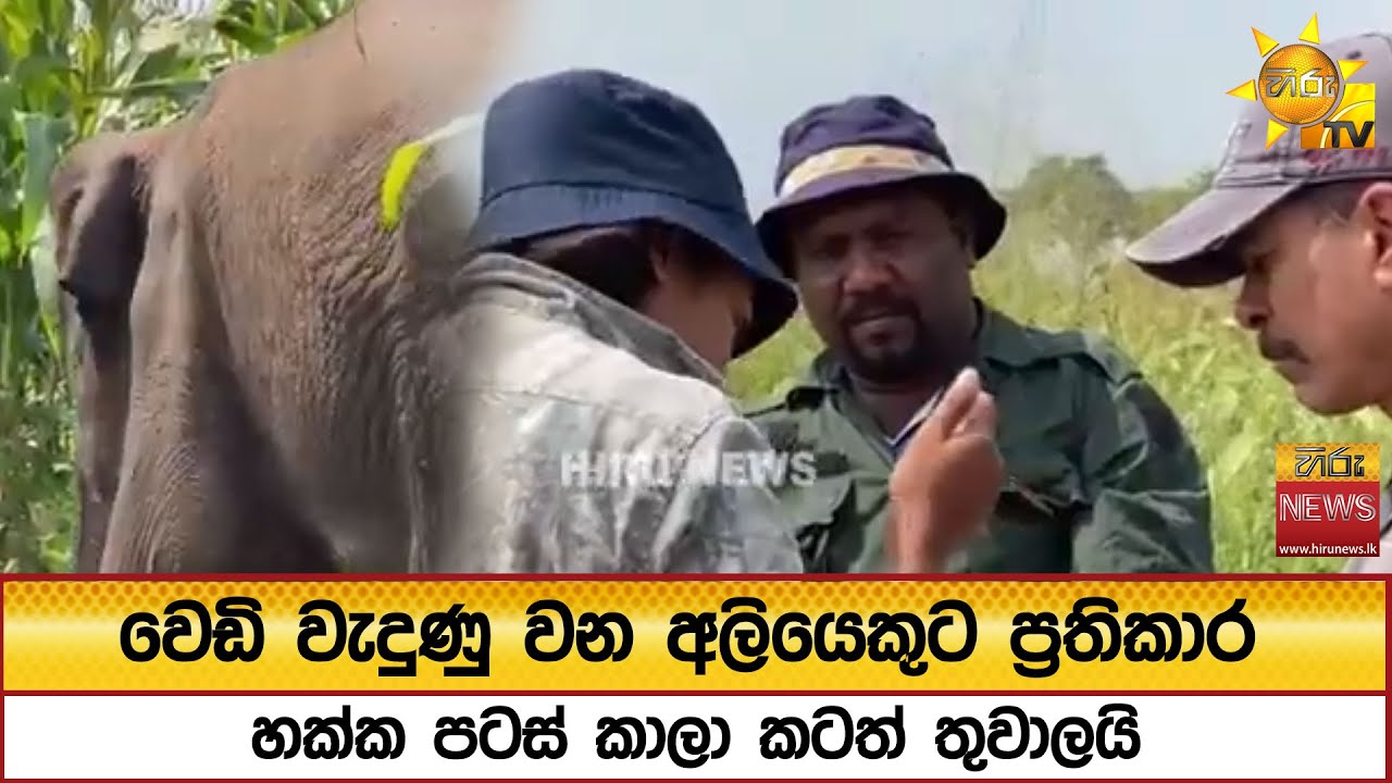 වෙඩි වැදුණු වන අලියෙකුට ප්‍රතිකාර හක්ක පටස් කාලා කටත් තුවාලයි - Hiru News