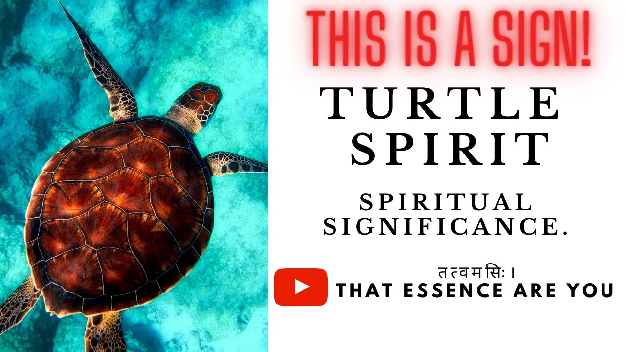 SIGNIFICANCE OF TURTLE IN SPIRITUALITY | तत्वमसिः।THAT ESSENCE ARE YOU.