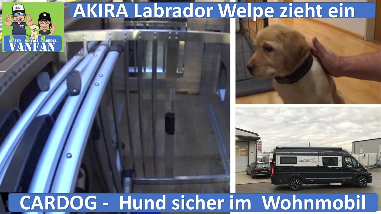 Unser Welpe zieht ein 😻 Sicher im Wohnmobil 🚐 mit CARDOG Hundeboxen