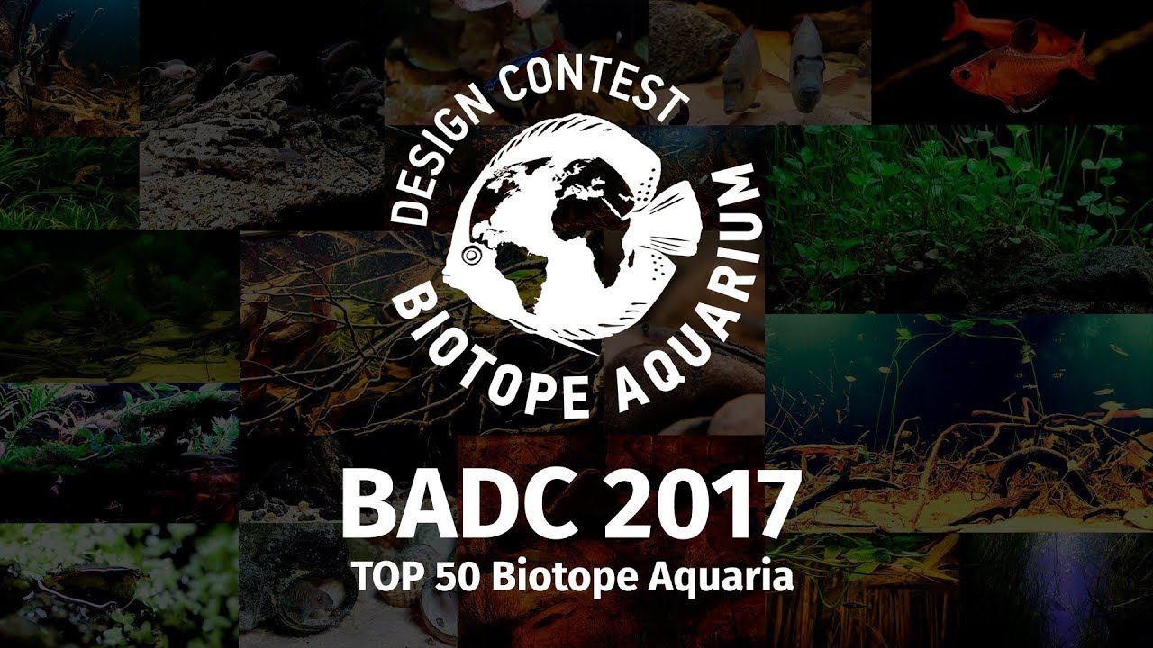 TOP50 Biotope Aquarium Design Contest #BADC 2017