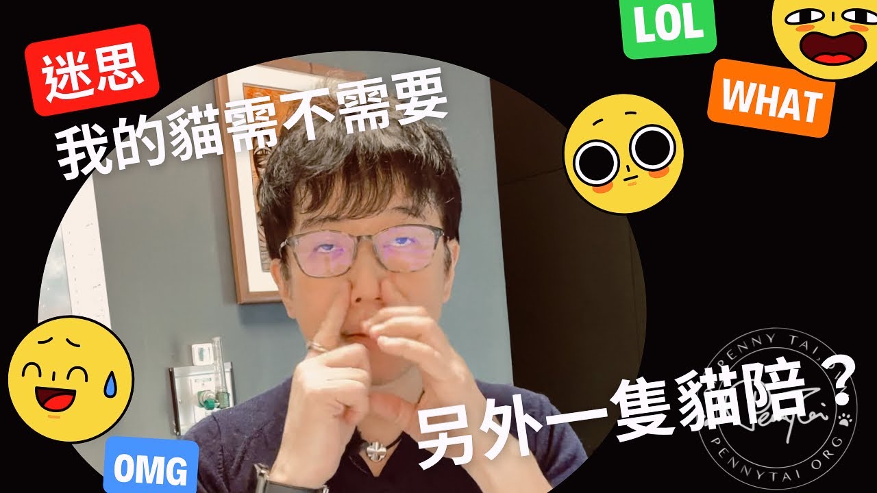 我的貓咪會不會孤單？要不要再養一隻貓陪他？養一隻貓還是兩隻貓？再養一隻貓合適嗎？