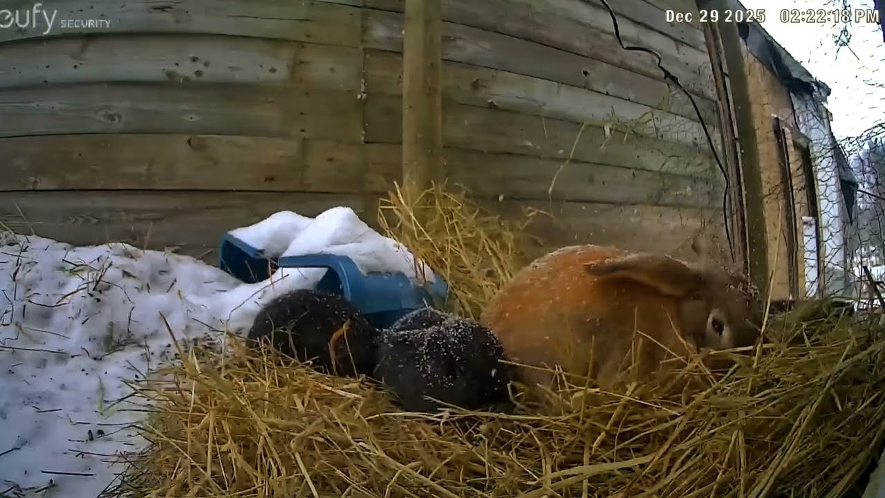 The Free-range Family before the storm 🐰🐇🐇🐇🐇🩵
