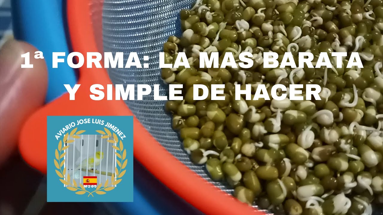 3 FORMAS DISTINTAS DE GERMINAR SEMILLAS PARA NUESTROS PÁJAROS. 1ª FORMA #germinarsemillas #canarios