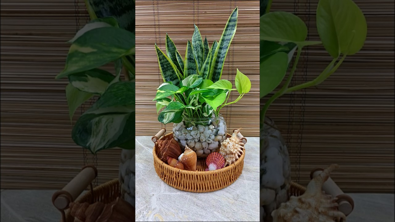 6 Houseplants Idea in Glass Vase Decor🌱 #snakeplant #pothosplant #moneyplant #houseplantlover