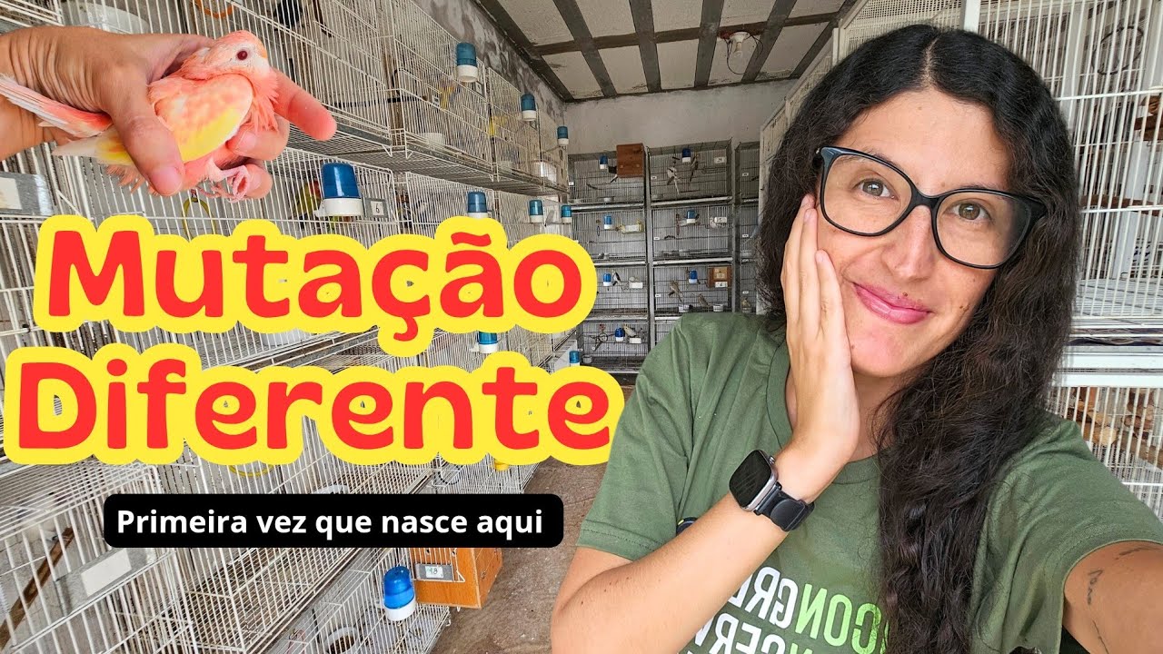 Mostrando TODOS OS FILHOTES do CRIADOURO e TODAS as NOVIDADES das aves
