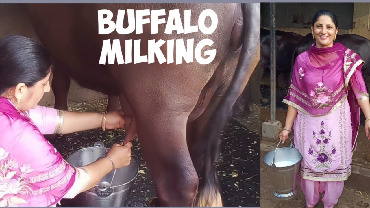 ll Buffalo milking🥛 ll 👌village life ll punjabi style💕 ll