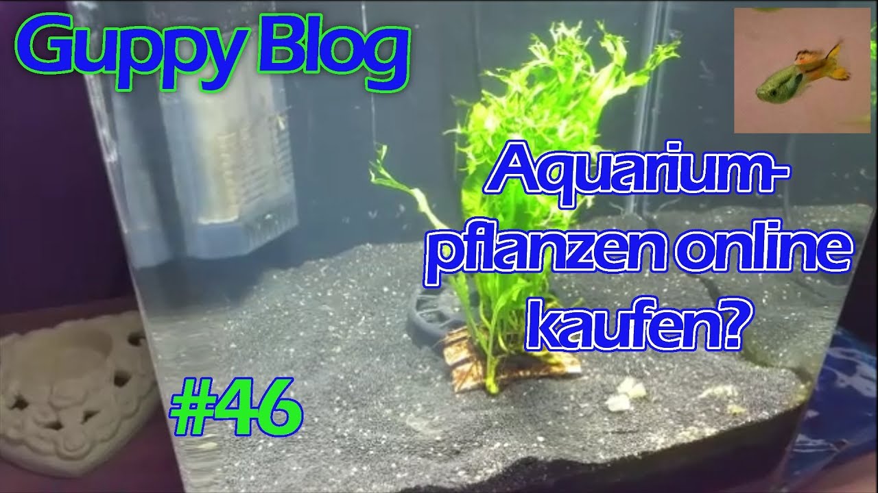 Guppy Blog Folge #46 | Aquariumpflanzen online kaufen? | Oktober 2018