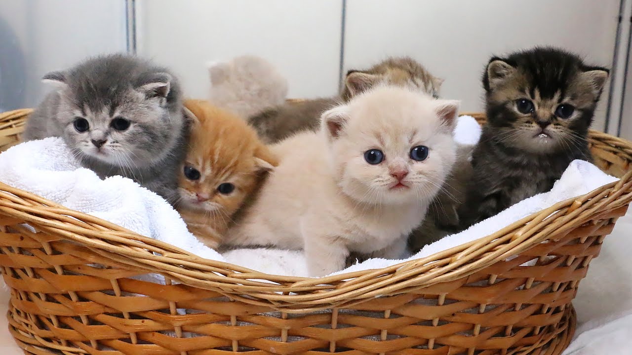 POV: You're Bottle-Feeding 7 Mischievous Kittens at Once 🍼🐾 Subtitles