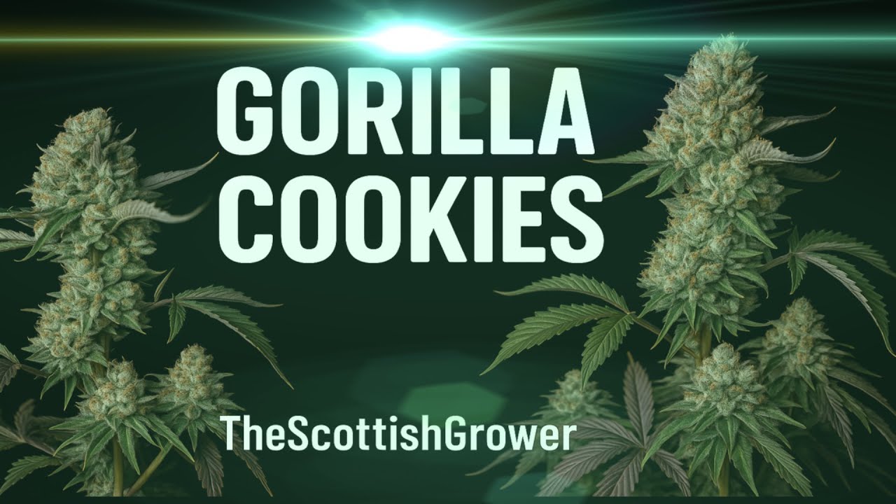 Gorilla Cookies Update 5: Topping at 8th Node Success 8 Main Colas
