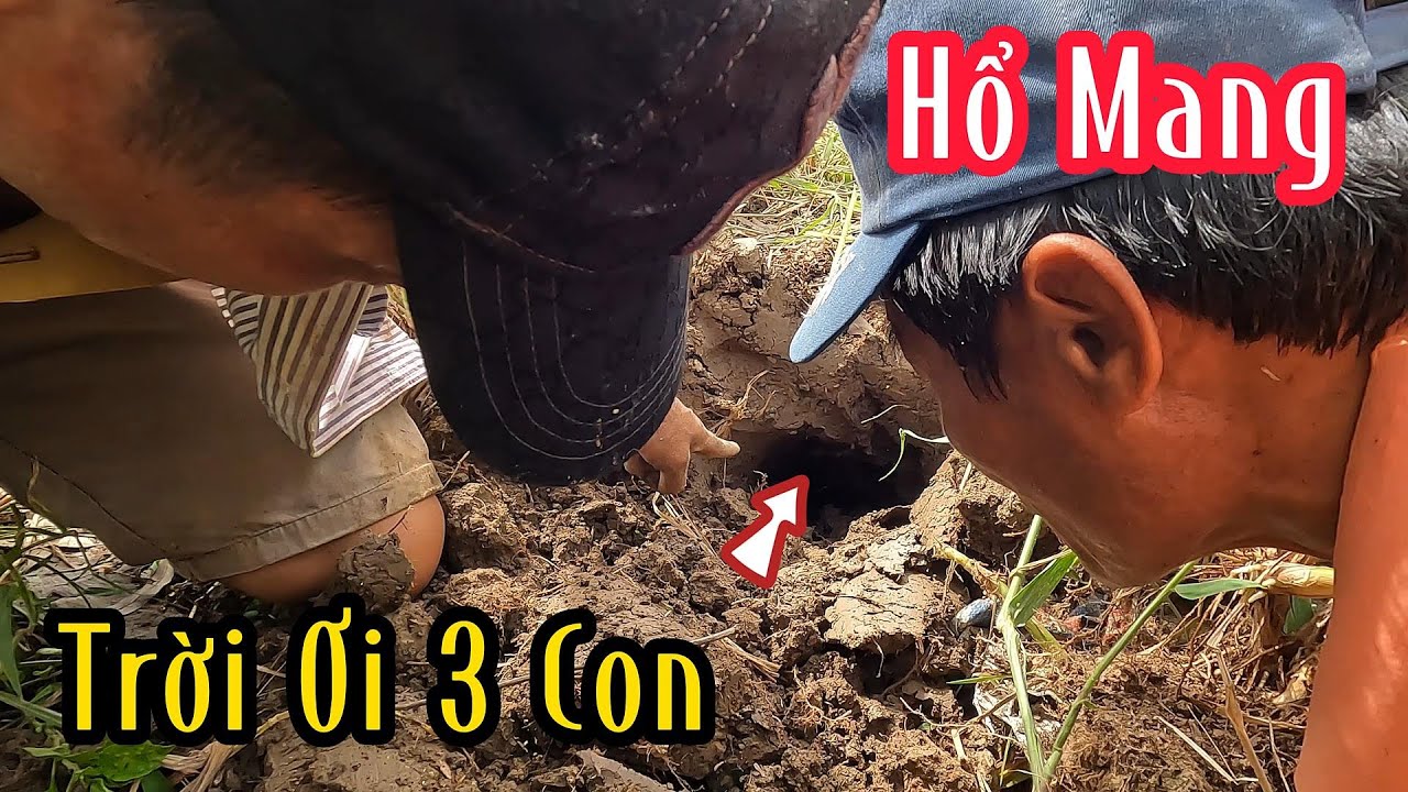 Kinh Khủng 1 Cái Hang 3 Con Rắn Hổ Mang Kỷ Lục | Mười Thương Săn Bắt
