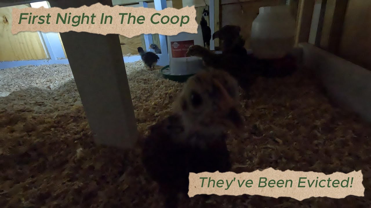 Meet The Chicks (First Flock)
