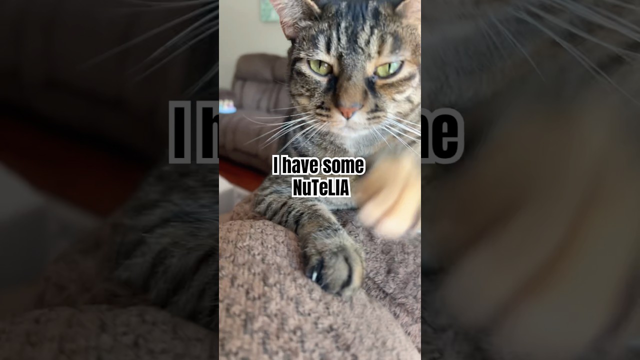 Why is it Monday AGAIN!!! #funny #cat #monday