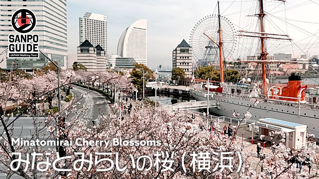 【みなとみらいの桜】横浜・みなとみらいのおすすめ桜スポットを散歩 2024🌸｜神奈川散歩