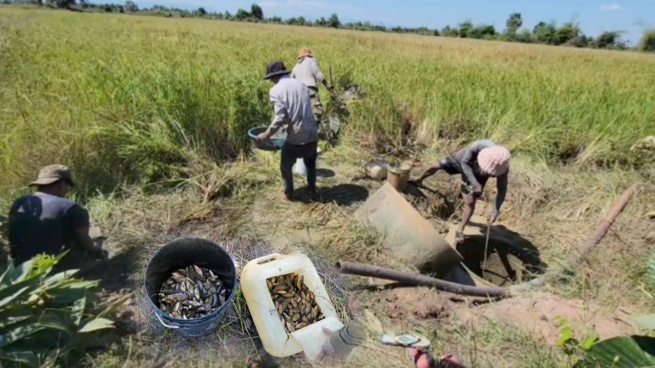 បូមទឹកចាប់ត្រីក្នុងអណ្ដូងត្រីច្រើនណាស់Pumping |  Water to Catch fish at very Deep Depths.