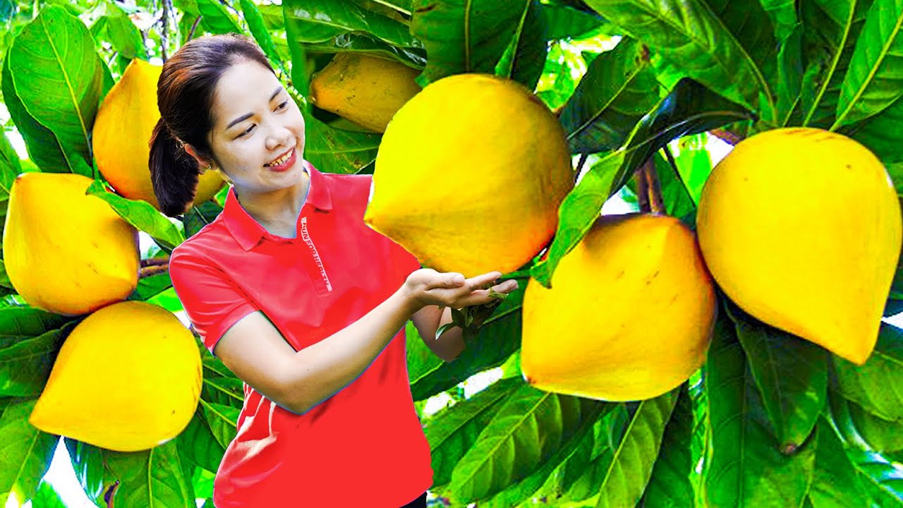 Harvesting Ripe Yellow Lekima Fruit & Silver Raspberries to Sell at the Market💖Farm Life Tropics 4k