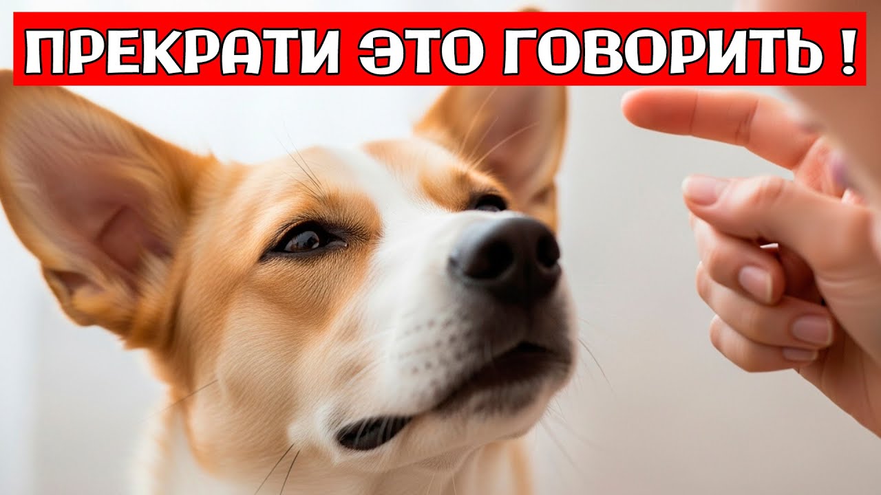 🐶 Ваша Собака ПОНИМАЕТ Эти 5 Слов: НАУЧНОЕ Подтверждение!