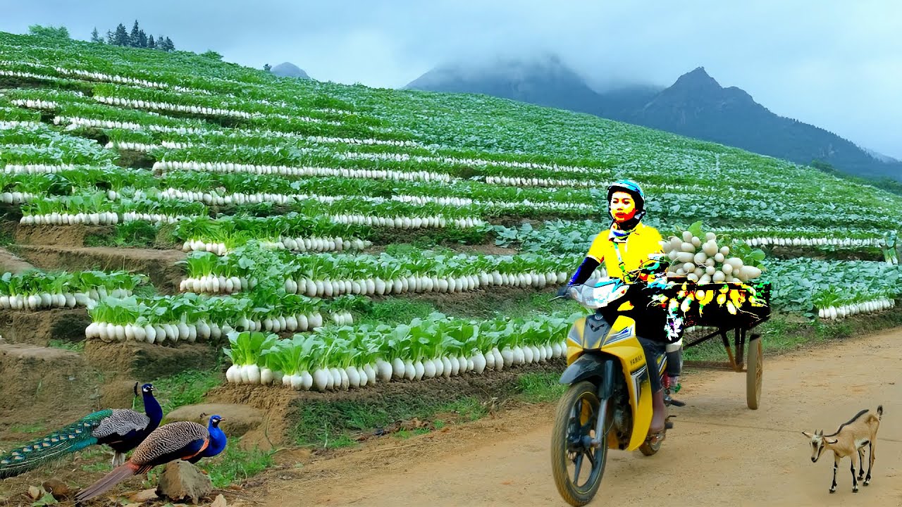 Harvest A Truckload Of White Radishes To Sell At The Market, Cook With Them, Garden, Raise Livestock