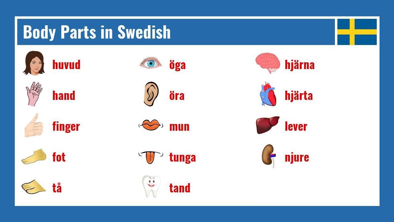 Body Parts in Swedish