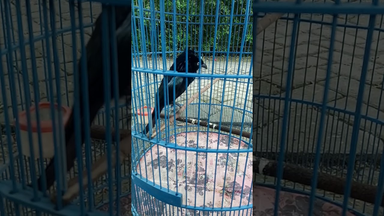 Nyanyian burung awar awar mata putih
