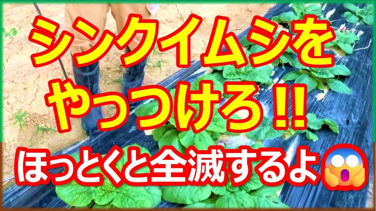 キャベツ・白菜・大根・菜花　シンクイムシをやっつけます！