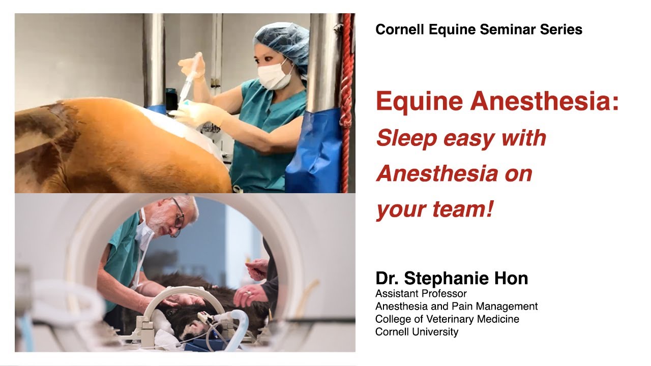 Equine Anesthesia - Sleep Easy With Anesthesia On Your Team! (Cornell Equine Seminar, October 2022)