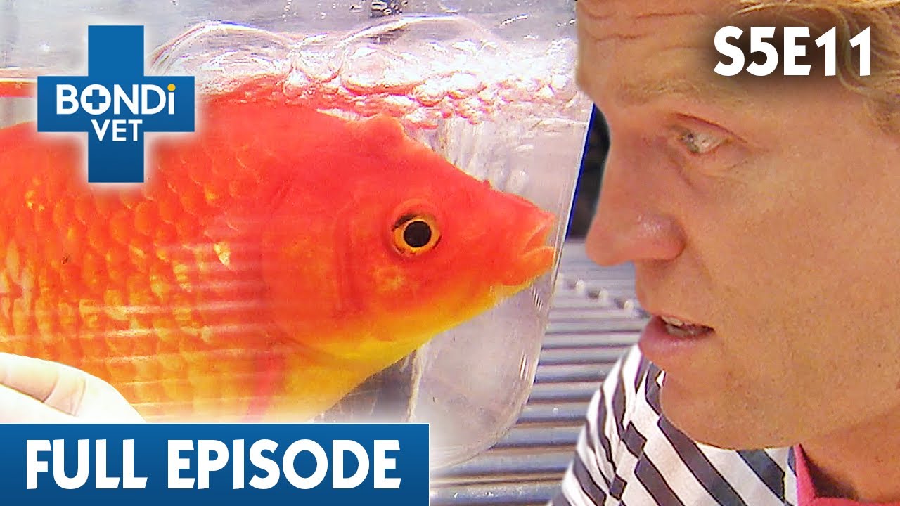 First Ever Fish Surgery for Dr Chris! 🐠 | Bondi Vet Season 5 Ep 11 | Bondi Vet Full Episodes