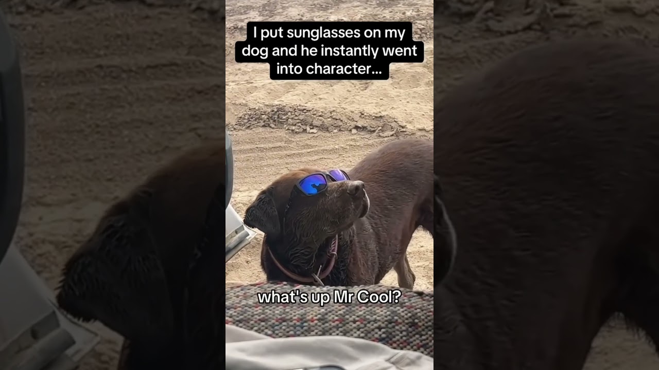 It actually knows everything!#funnydog #dog #dogsoftiktok #funny #funnyvideos #Foryou