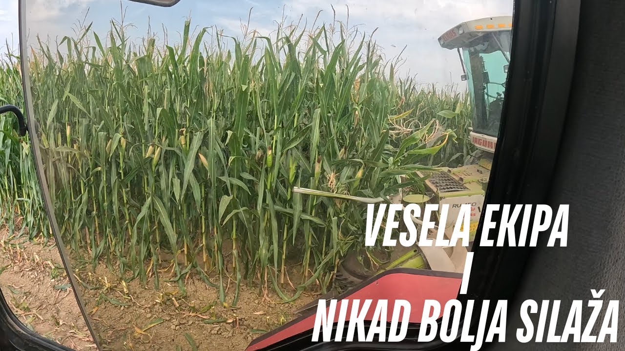 DRUGA SILAŽA NOVOPEČENIH STOČARA - CENA I BOKI - VESELA EKIPA - SILAŽA 2025