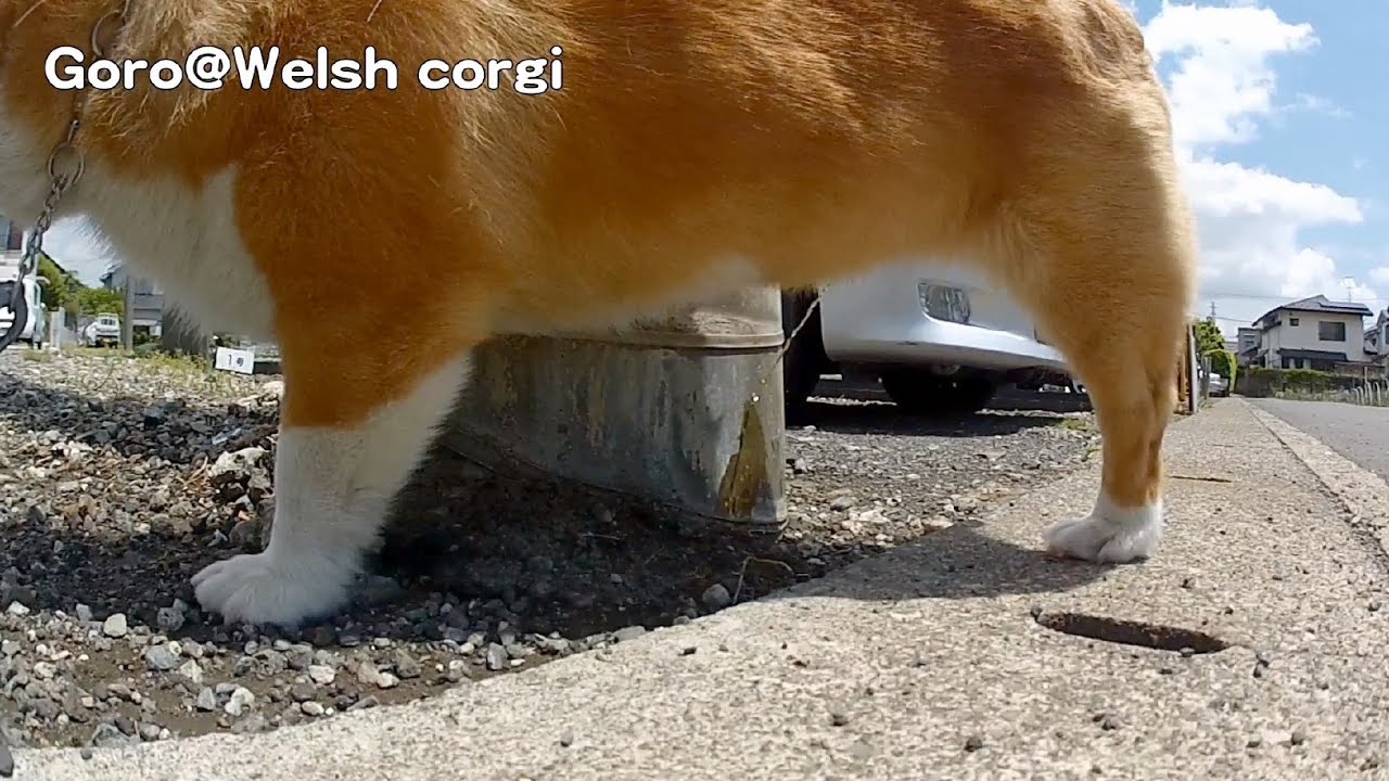 pee & walk 20130512 Goro@Welsh corgi
