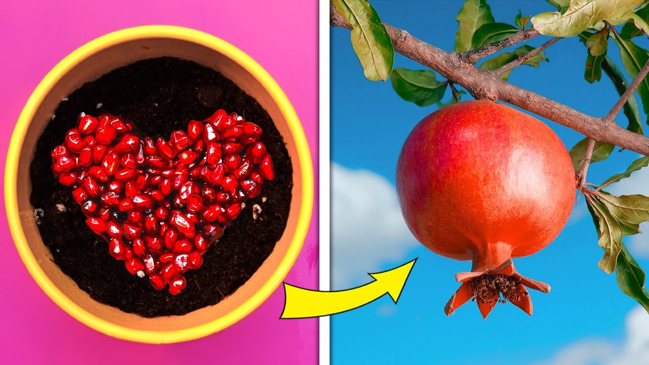 SIMPLE YET GENIUS PLANT HACKS FOR YOUR HOME GARDEN