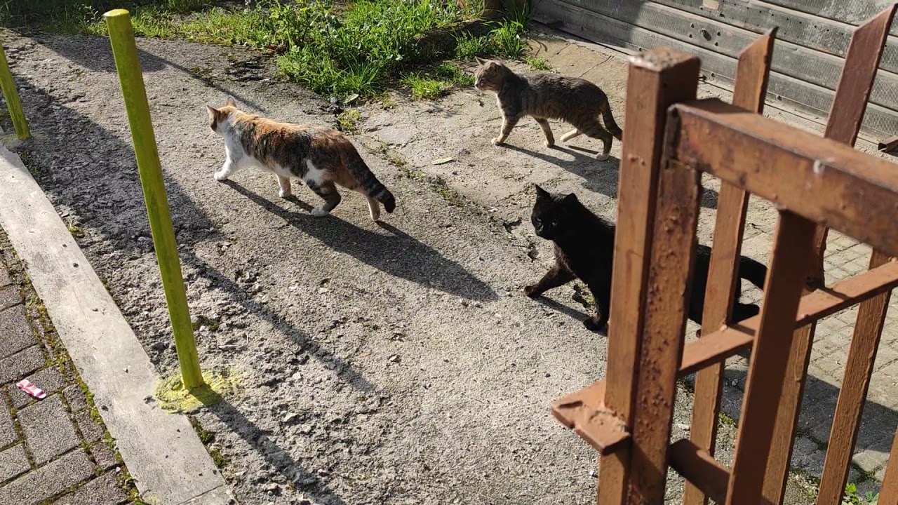 gatta randagia in Calore 2